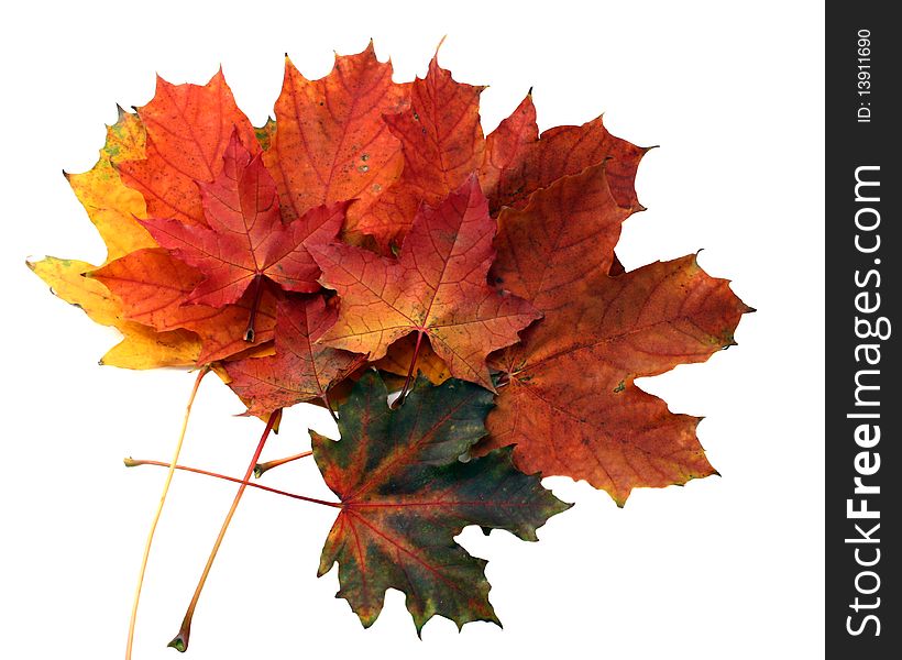 Close-up isolated autumn leaves