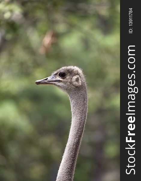 A beautiful ostrich portrait in safari park, New Jersey