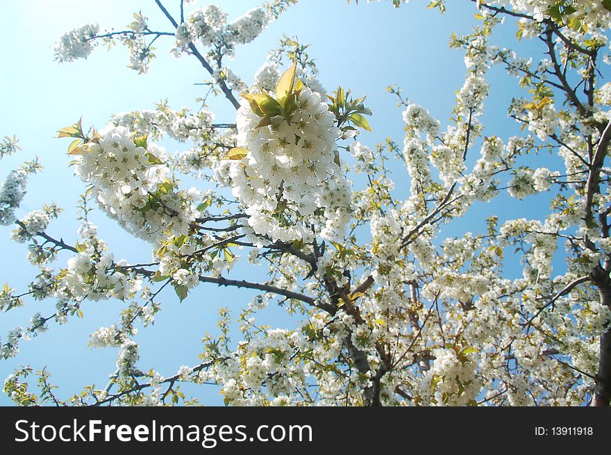 Spring cherry flowers against blue sky. Spring cherry flowers against blue sky