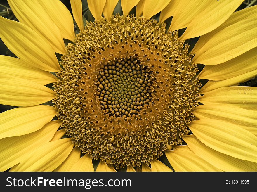 A view of a beautifully looking sunflower