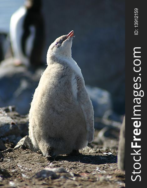 Rare "blonde" Penguin chick in Antarctica