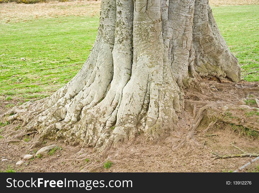 An image of the roots of a large mature tree on the edge of pasture land. An image of the roots of a large mature tree on the edge of pasture land.