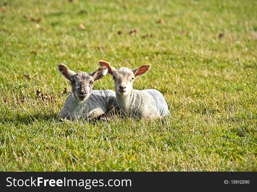 Two Lambs In A Field