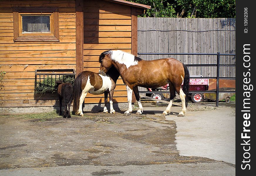 Poignant emotions horse family.
father, mother, child. Poignant emotions horse family.
father, mother, child.