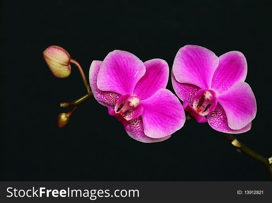 The butterfly orchid