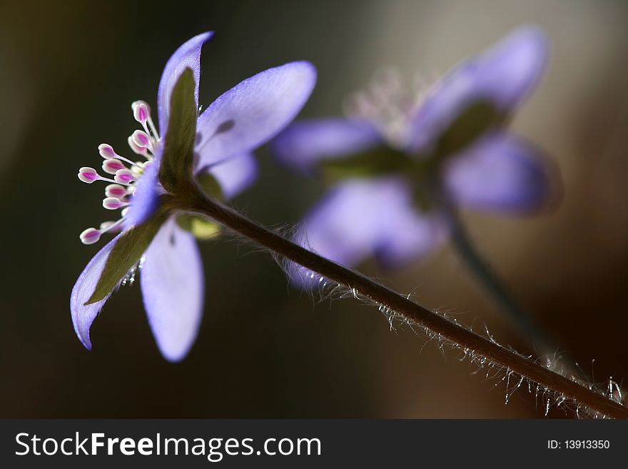 Detail of blue liverwort in spring forest. Detail of blue liverwort in spring forest