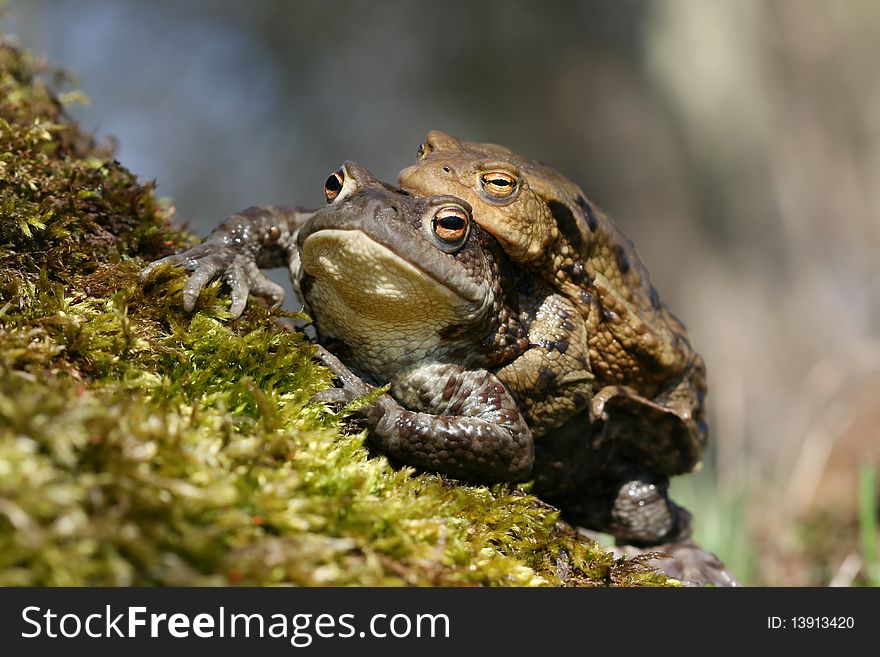 Two toads on moss in spring. Two toads on moss in spring