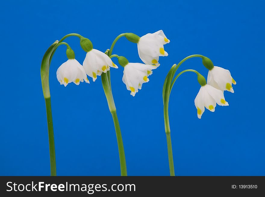 Leucojum vernum on a blue background