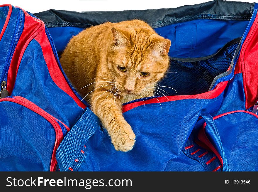 Cat getting out of a road bag