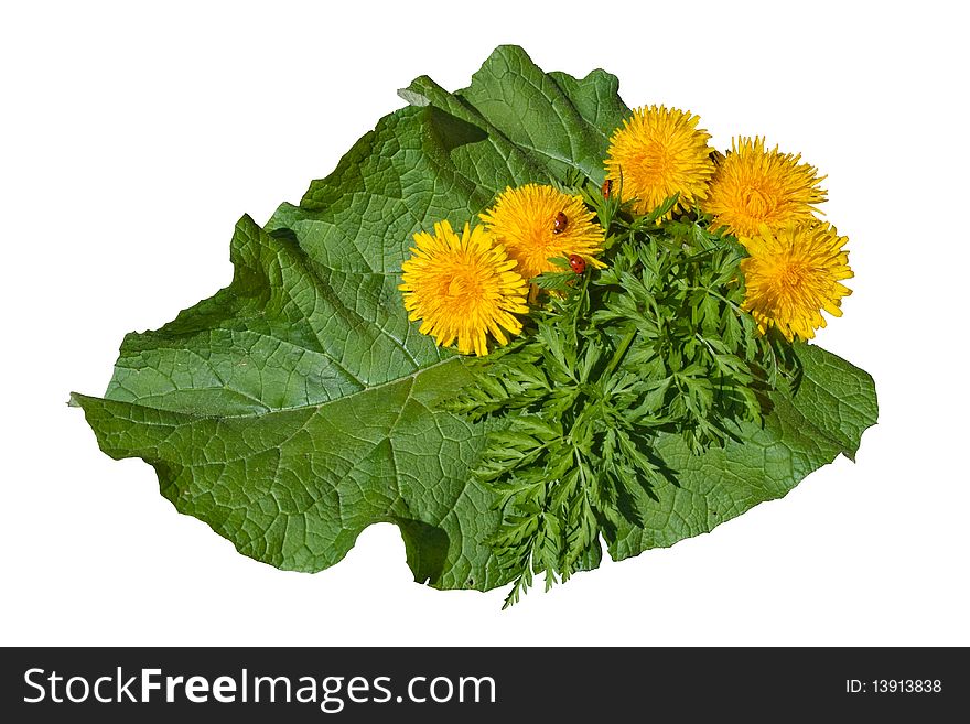 Flowerses of the dandelion, sheet of the burdock and adybug. Flowerses of the dandelion, sheet of the burdock and adybug