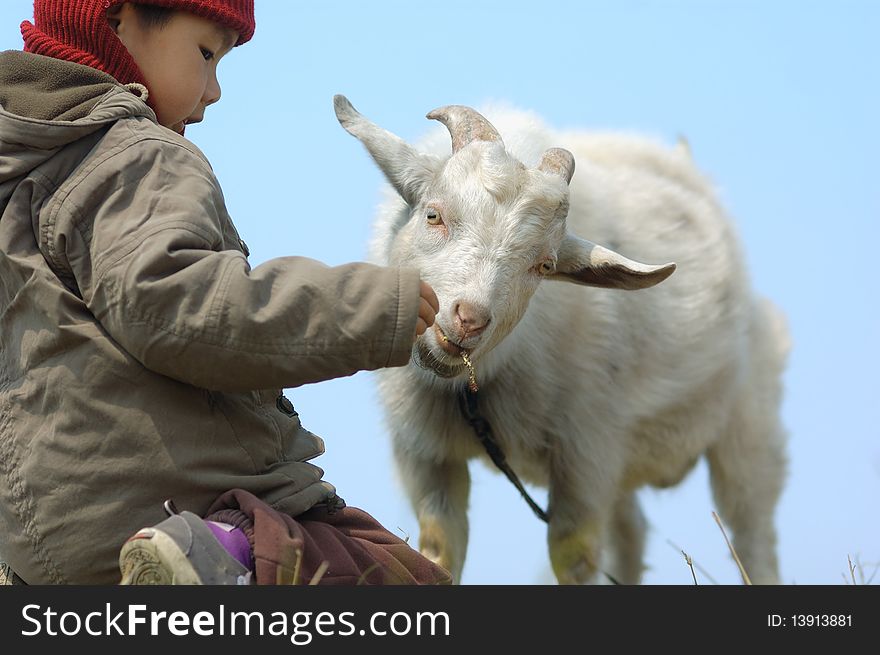 Young boy feeding the goat