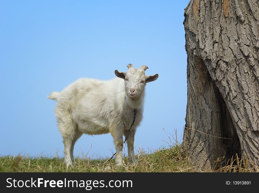 Goat on the meadow alone