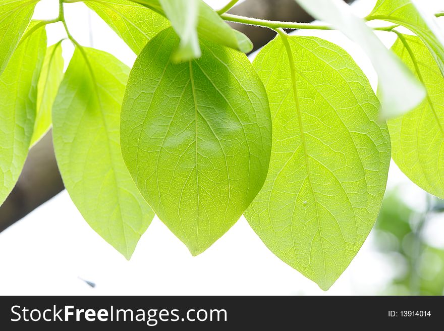 Green Leaves