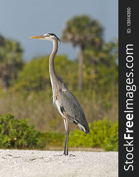 Large elegant heron on the beach in Sanibel Isalnd. Large elegant heron on the beach in Sanibel Isalnd