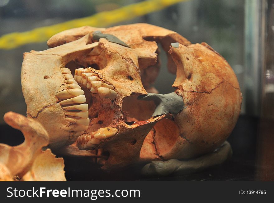 Skeleton of a preghistoric human being displayed in a museum