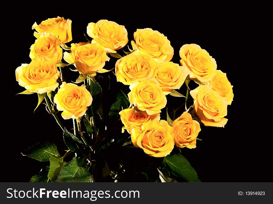 Beautiful bouquet of yellow roses isolated on black background