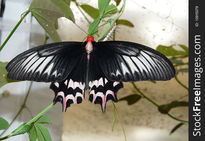 It is photo of butterfly from \Butterflyhouse\ which is not far from Frantiskovy Lazne, in Czech republic