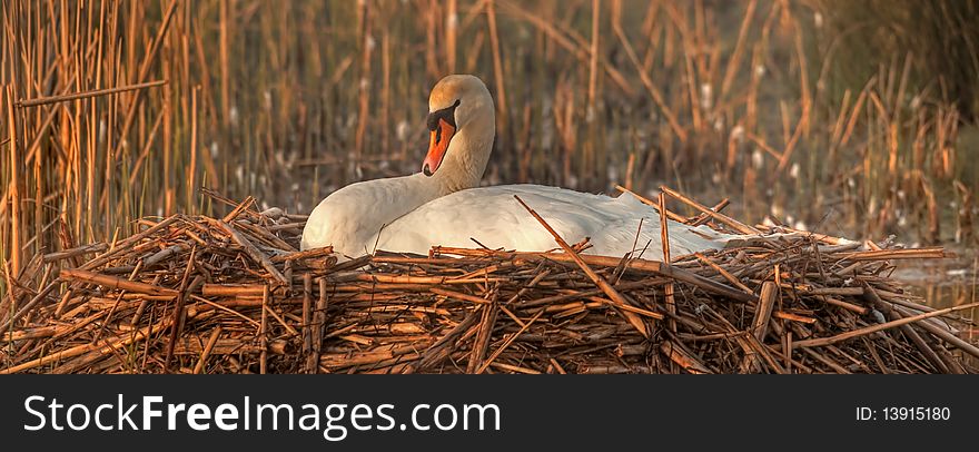 Mute swan nesting in golden sunrise. Mute swan nesting in golden sunrise