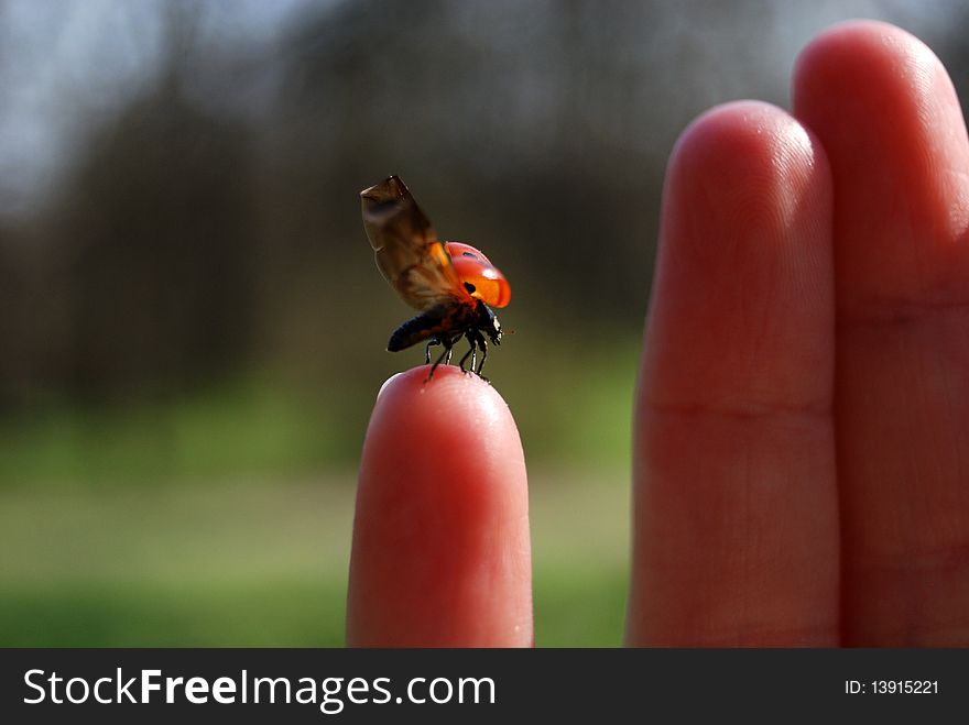Six-spotted ladybug flying from finger. Six-spotted ladybug flying from finger