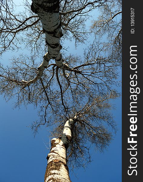 Two birches against the blue sky. Two birches against the blue sky