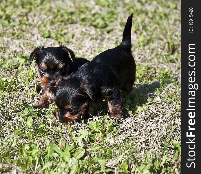 Yorkshire puppies for a month, playing on the lawn. Yorkshire puppies for a month, playing on the lawn