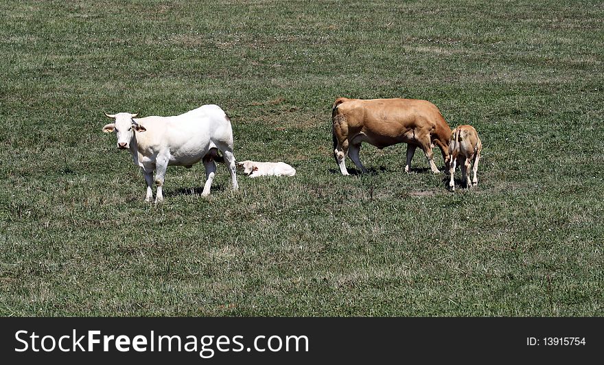 Flock(Herd) of cows and calves grazing in a meadow of high mountain of the of Navarre Pirieo. Flock(Herd) of cows and calves grazing in a meadow of high mountain of the of Navarre Pirieo.