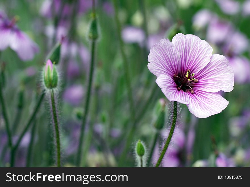 Beautiful pink geranium with buds