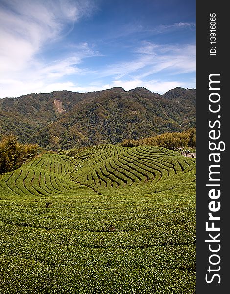 Ba Gua Tea garden in mid of Taiwan, This is the very famous area known for hand-picking of tea. Ba Gua Tea garden in mid of Taiwan, This is the very famous area known for hand-picking of tea
