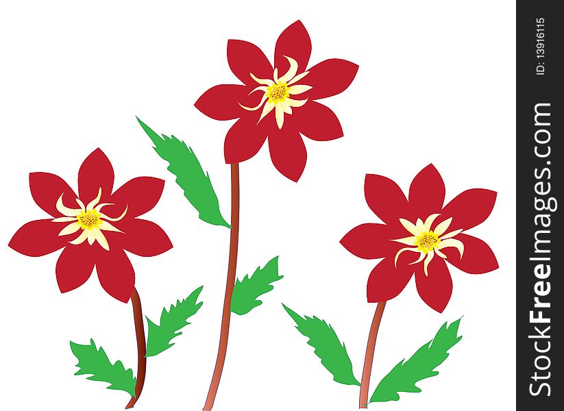 Illustration of three dahlia flowers with green leaves and white background. Illustration of three dahlia flowers with green leaves and white background.