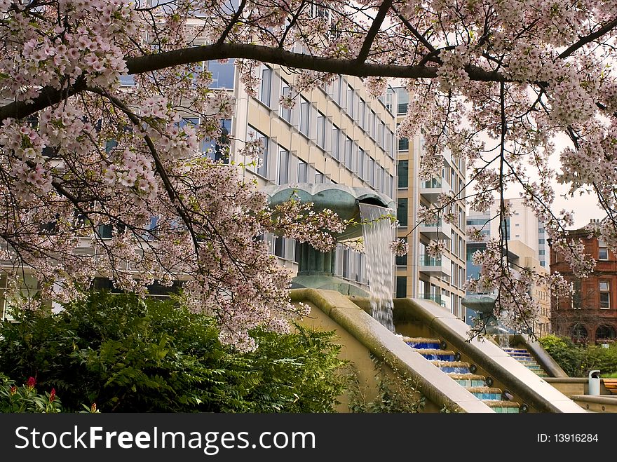 Blossom tree over hanging and a water feature under the tree with modern buildings