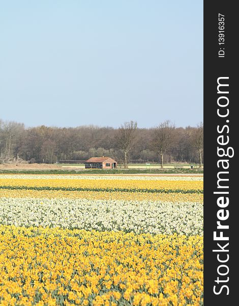 Fields with yellow daffodils and a small shed for bulb storage. Fields with yellow daffodils and a small shed for bulb storage