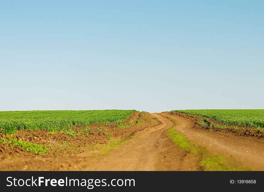 Winter wheat on a spring field and dirt road