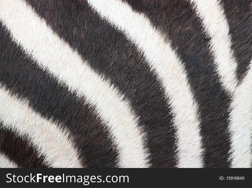 Zebra skin patter abstract shot