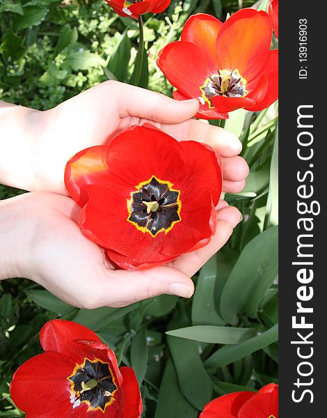 Girl holding a tulip in her palms. Girl holding a tulip in her palms