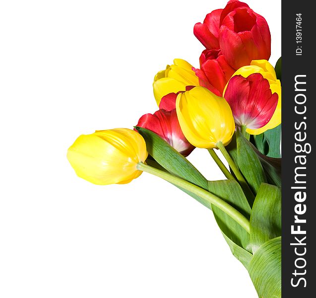 Red and yellow tulips with green leafs isolated over white