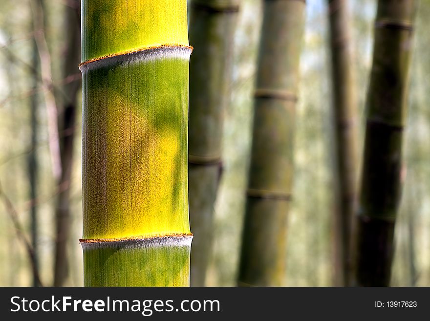 Green and yellow bamboo background. Green and yellow bamboo background