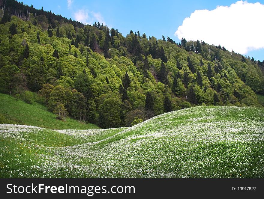 Forest, spring flowers and grass field. Forest, spring flowers and grass field