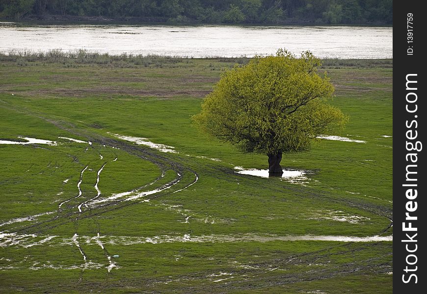 A tree on a field who is floated