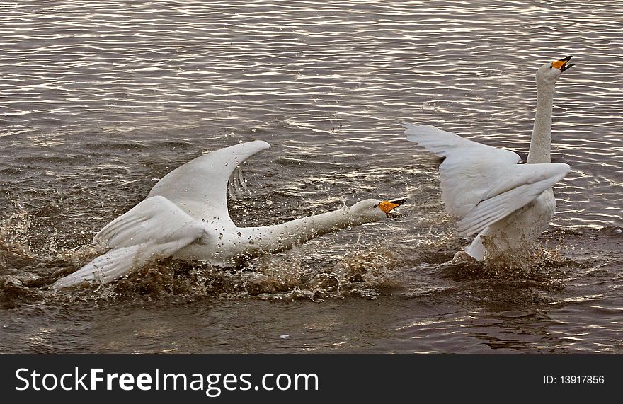 A male Whooper Swan chasing another away. A male Whooper Swan chasing another away.
