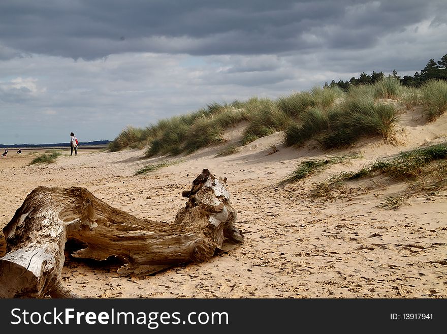 A piece of driftwood on the beach at Norfolk, England.