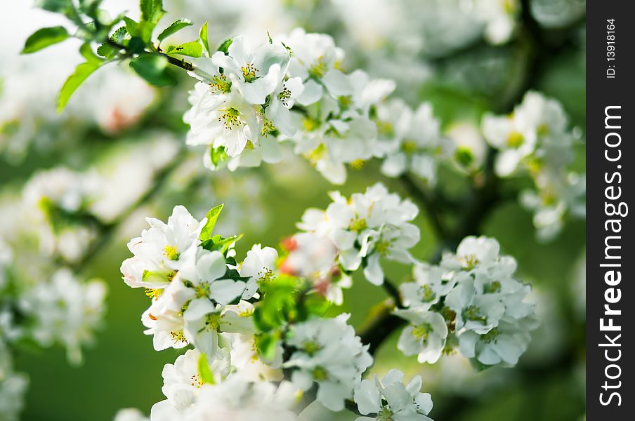 White flowering of apple tree. Soft spring colors. Low aperture shot, selective focus. White flowering of apple tree. Soft spring colors. Low aperture shot, selective focus.