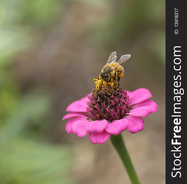 Honey bee worker collecting pollen from pink flower. Honey bee worker collecting pollen from pink flower