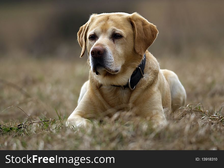 Labrador Retriever on the spring meadow