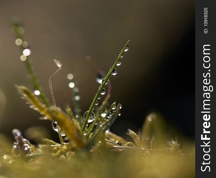 Spring meadow and water drops