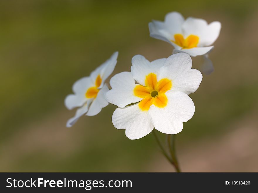 Beautiful daisies on a background of green grass.