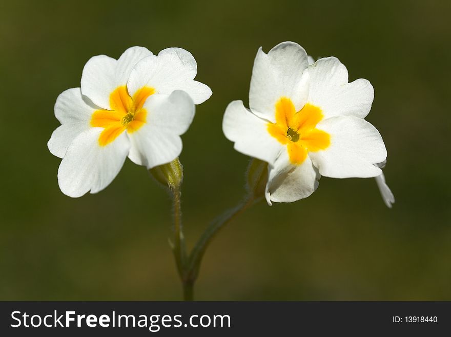 Beautiful daisies on a background of green grass.