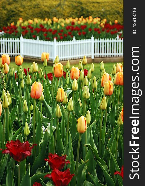Red and yellow tulip garden in springtime