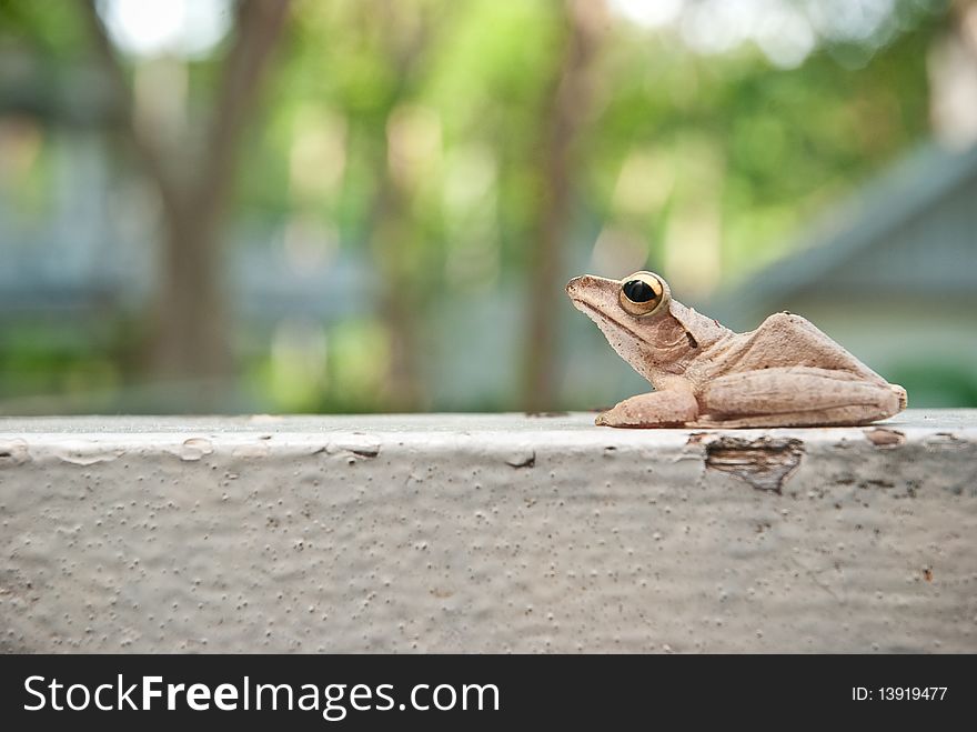 Tree frog sitting on the terrace