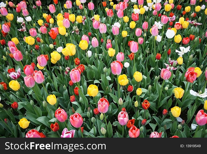 Seasonal tulip garden.Lots of tulips in every color. Seasonal tulip garden.Lots of tulips in every color