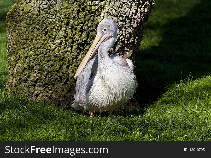 Pelican from Zoo